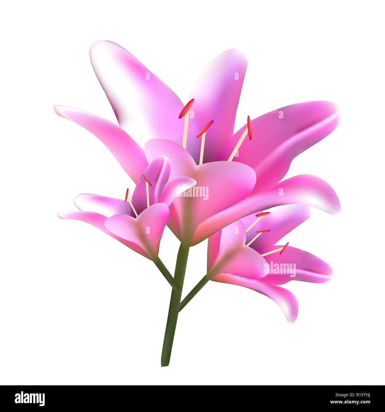 Bouquet de lis roses. Illustration vectorielle. Belles fleurs. Illustration de Vecteur