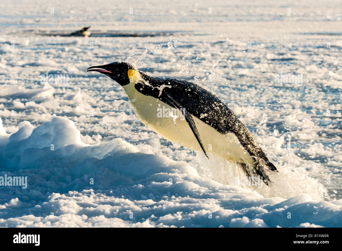 Manchot Empereur bondit hors de l'eau sur la glace de mer Banque D'Images