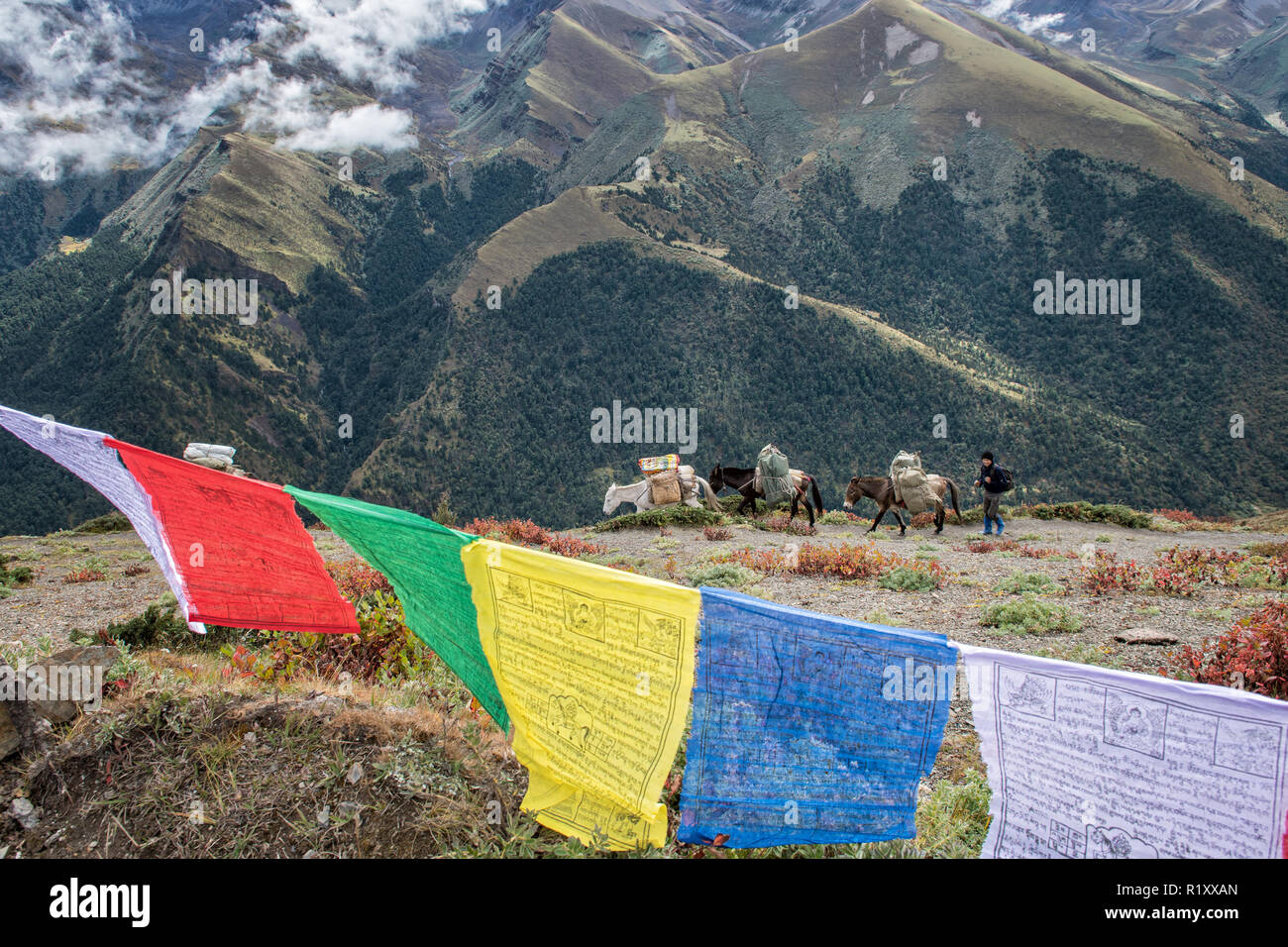 Les chevaux et les drapeaux de prières à Gombu La pass, Thimphu, Bhoutan, Trek Snowman Banque D'Images