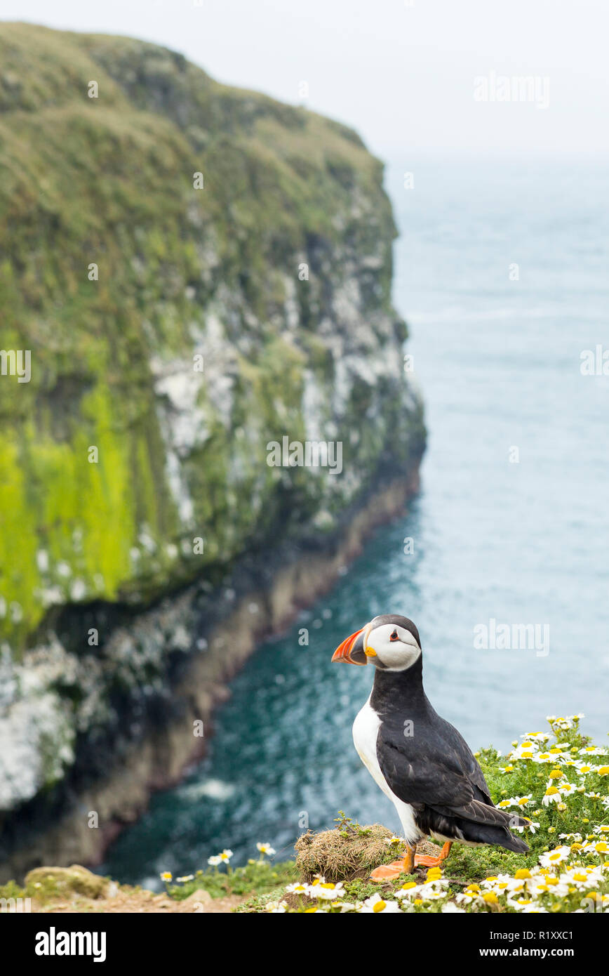 Macareux moine - Fratercula, oiseaux de mer pélagiques, atterrit sur la falaise en saison de reproduction sur l'île de Skomer, réserve naturelle nationale, le Pays de Galles Banque D'Images
