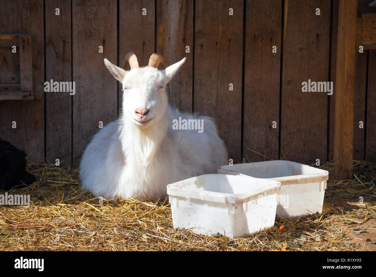Chevre Souriante Banque D Image Et Photos Alamy Chevre Souriante Banque D Image Et Photos Alamy