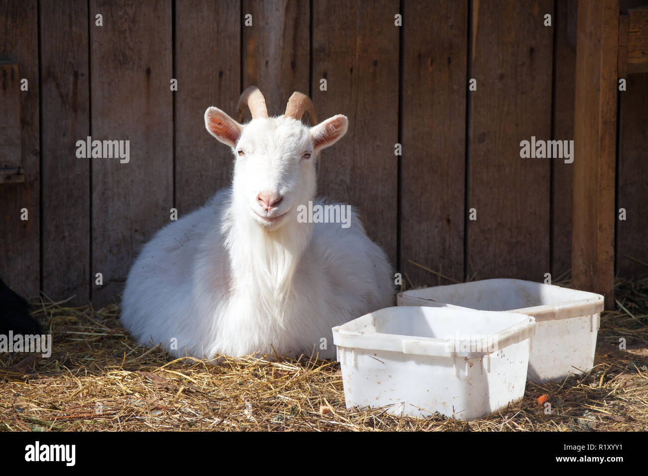 Chevre Souriante Banque D Image Et Photos Alamy