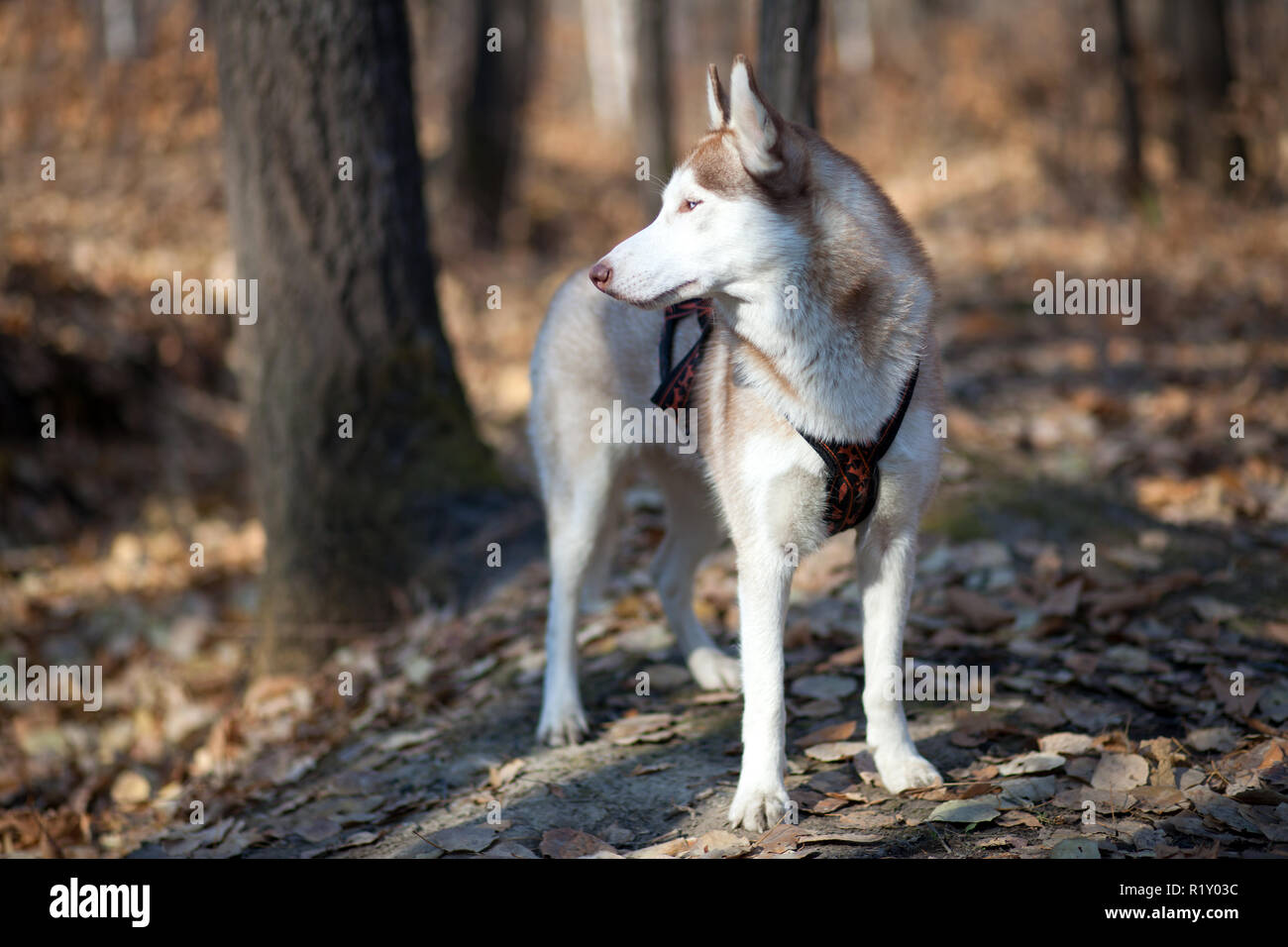 Jeune husky de Sibérie dans une forêt d'automne Banque D'Images