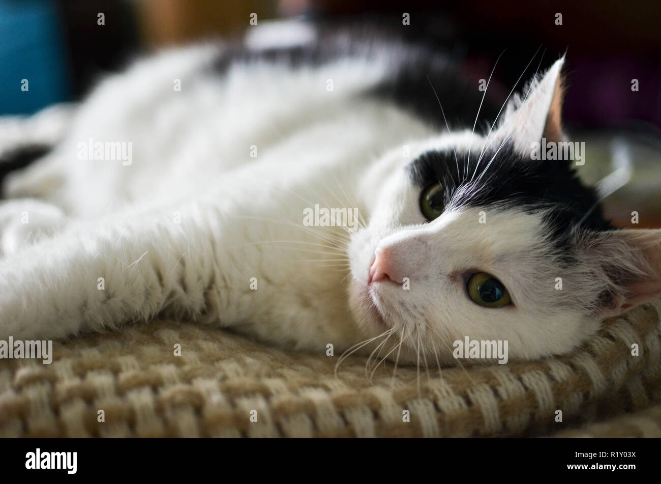Mignon Chat Noir Et Blanc Photo A L Interieur Photo Stock Alamy Mignon Chat Noir Et Blanc Photo A L Interieur Photo Stock Alamy