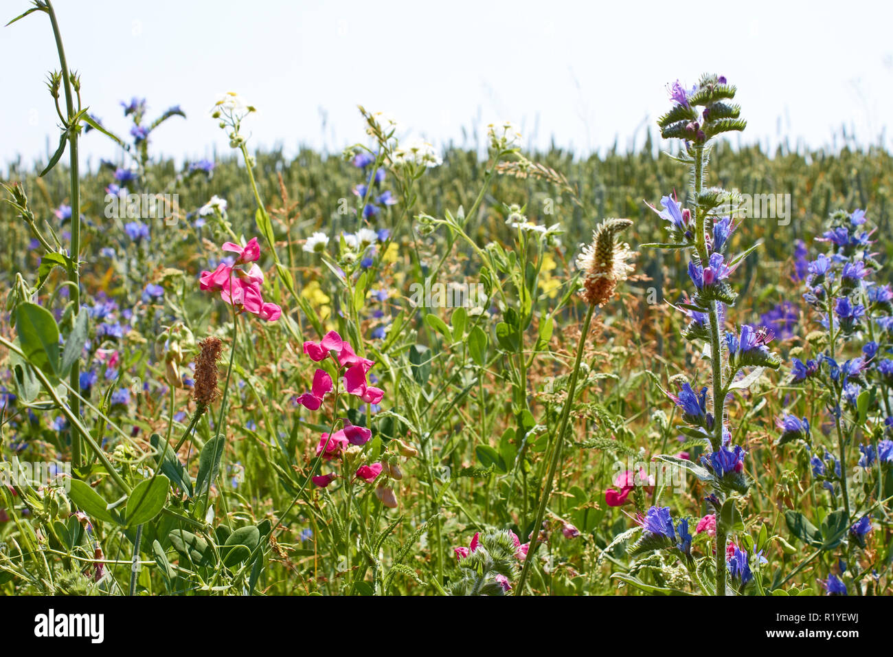 Floraison rapide de diverses graminées sauvages bande hétéroclite sur le bord du champ en temps d'été ensoleillé Banque D'Images