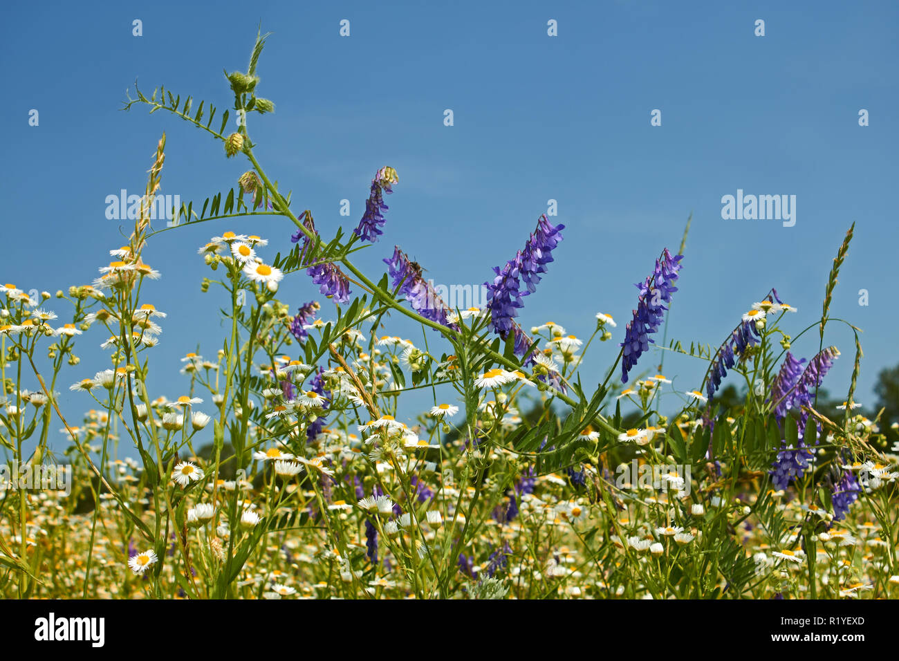 Floraison rapide de diverses graminées sauvages sur la motley fond de ciel bleu ensoleillé dans l'été Banque D'Images