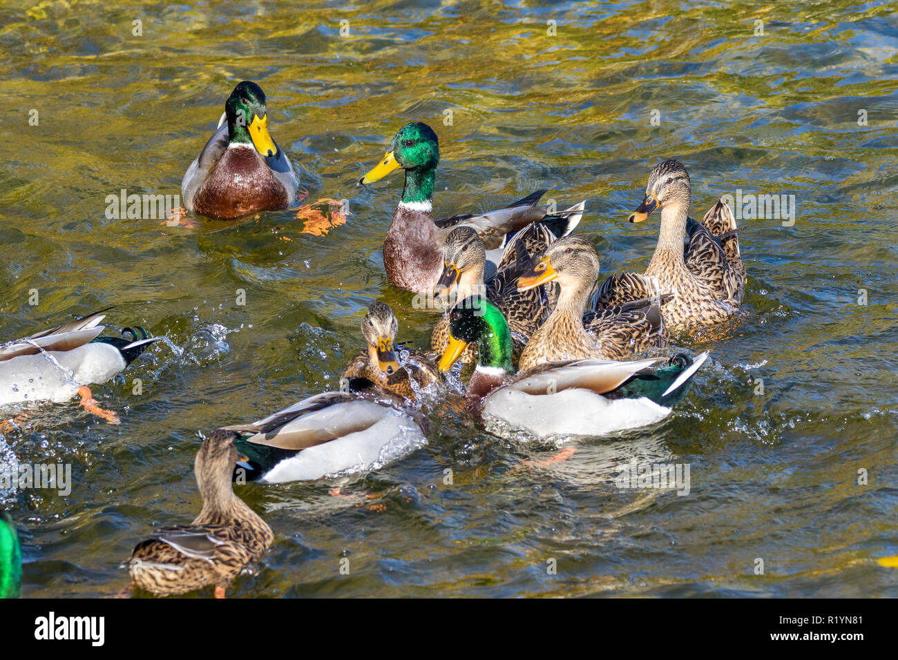 Image oiseaux canards sauvages nager autour de l'étang dans le parc Banque D'Images