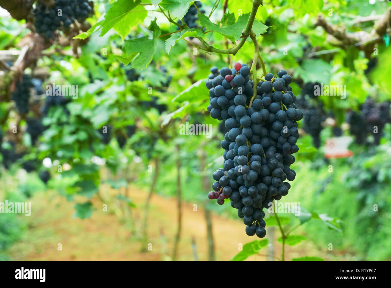 Grappe de raisins dans la vigne Banque D'Images