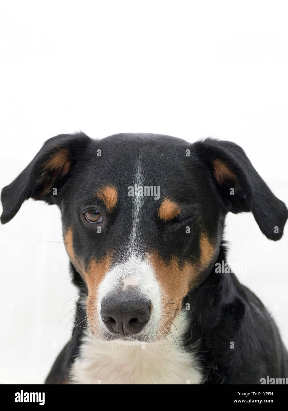 Closeup portrait photo d'une adorable chien de Montagne Appenzeller isolated on white Banque D'Images