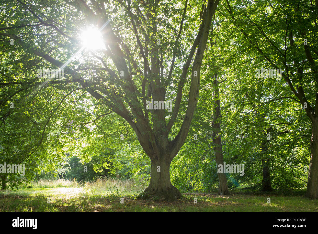 Arbre charme commun Carpinus betulus Fastigiata au Royal Botanic ...