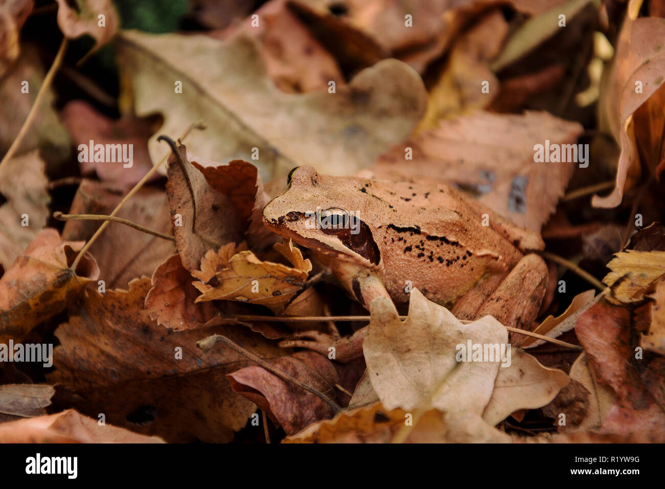 Red frog Rana dalmatina - forêt dans les feuilles tombées , réserve naturelle et zone de protection de Dobrogea , Roumanie Banque D'Images Red frog Rana dalmatina - forêt dans les feuilles tombées , réserve naturelle et zone de protection de Dobrogea , Roumanie Banque D'Images