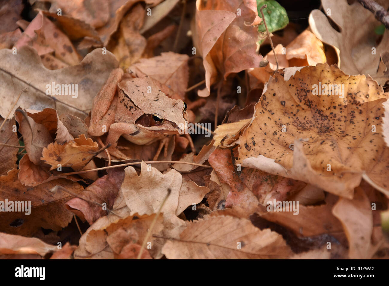 Red frog Rana dalmatina - forêt dans les feuilles tombées , réserve naturelle et zone de protection de Dobrogea , Roumanie Banque D'Images Red frog Rana dalmatina - forêt dans les feuilles tombées , réserve naturelle et zone de protection de Dobrogea , Roumanie Banque D'Images