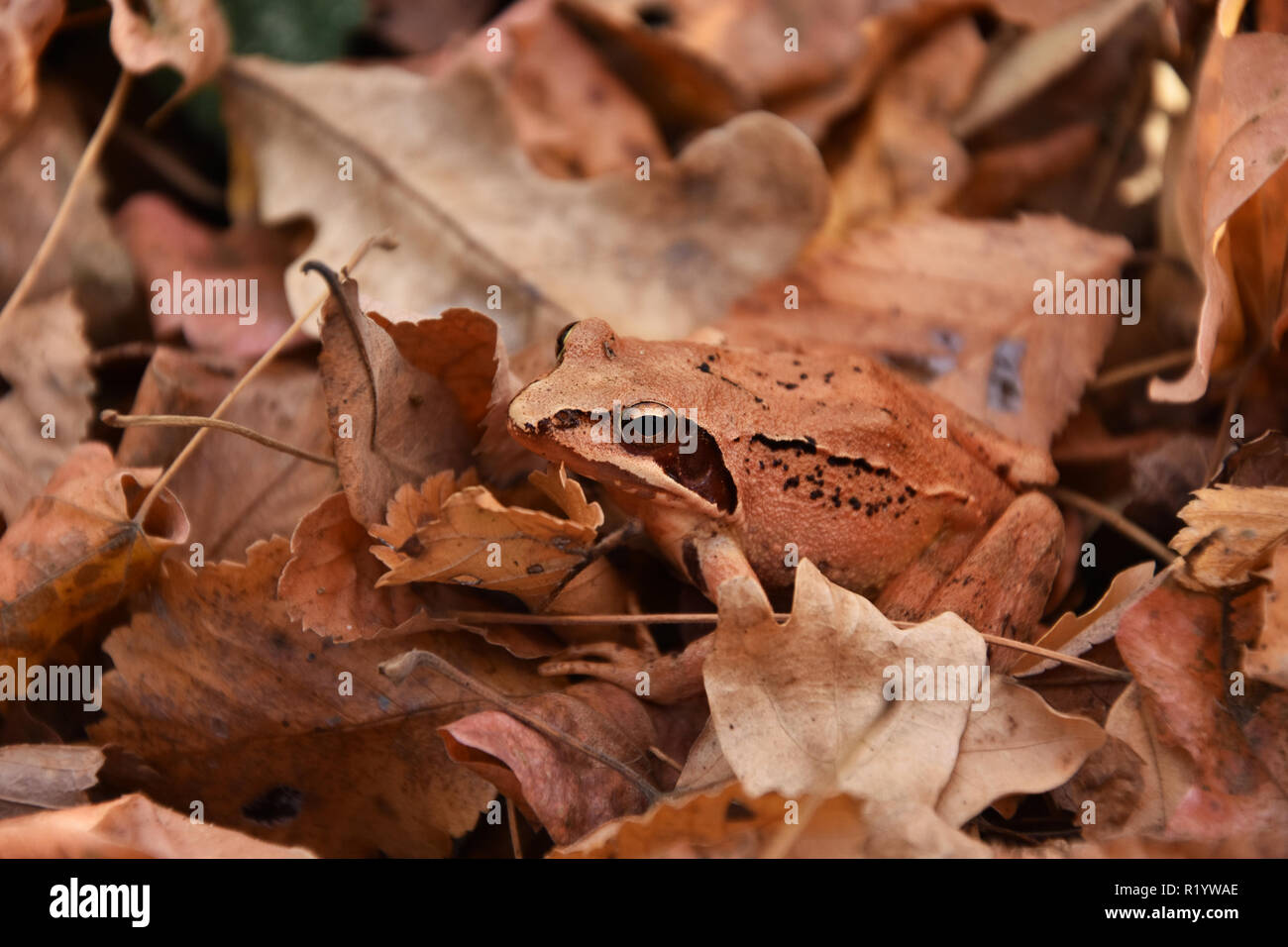 Red frog Rana dalmatina - forêt dans les feuilles tombées , réserve naturelle et zone de protection de Dobrogea , Roumanie Banque D'Images Red frog Rana dalmatina - forêt dans les feuilles tombées , réserve naturelle et zone de protection de Dobrogea , Roumanie Banque D'Images