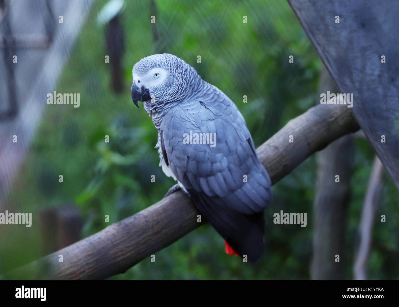 Un perroquet gris, Psittacus erithacus, assis sur la branche de l'arbre à feuilles caduques. Perroquet gris d'un à la recherche sur l'appareil-photo dans des branches Banque D'Images