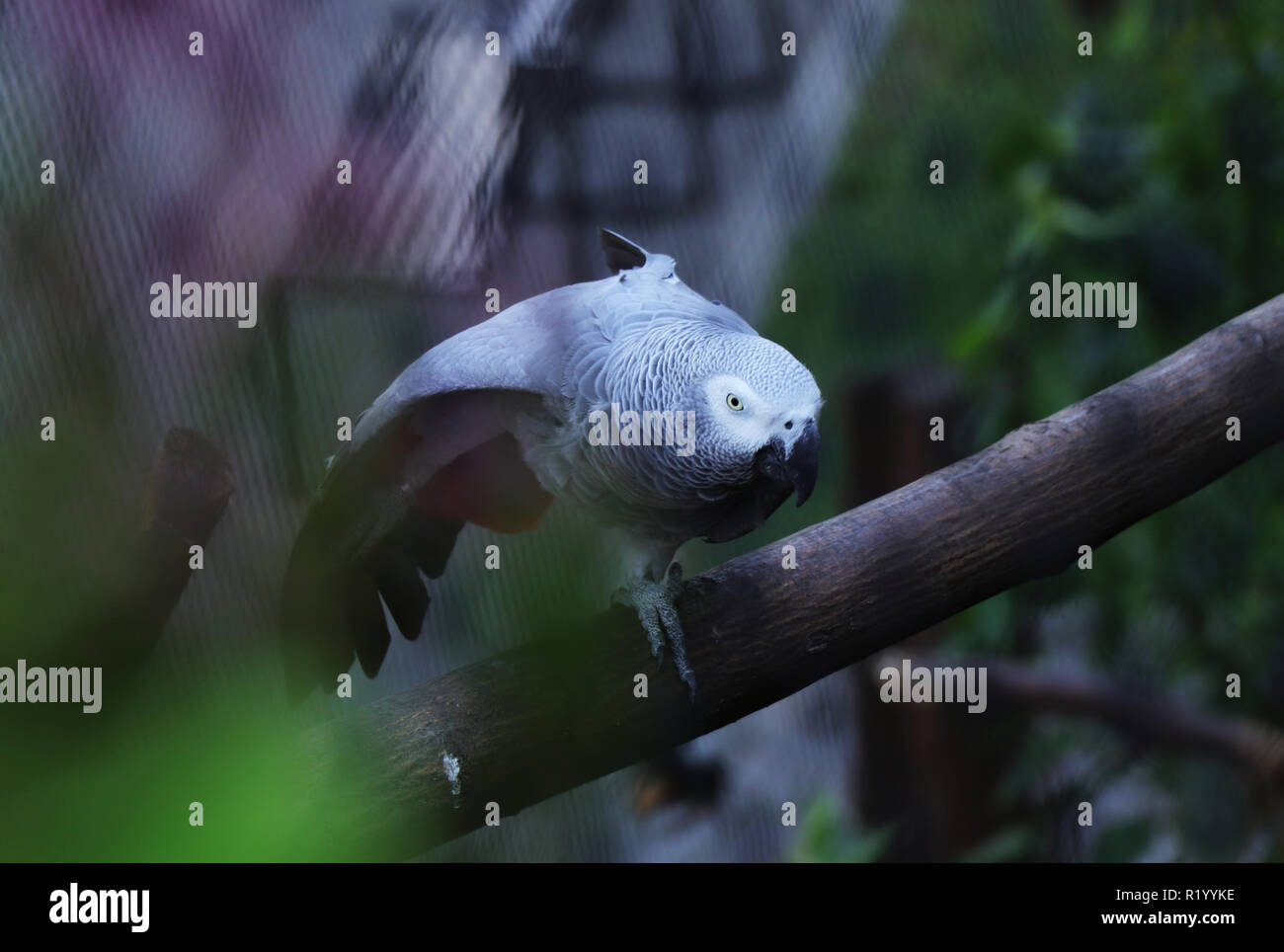 Un perroquet gris debout sur un pied sur la branche. À la recherche d'un oeil sur l'appareil photo Banque D'Images