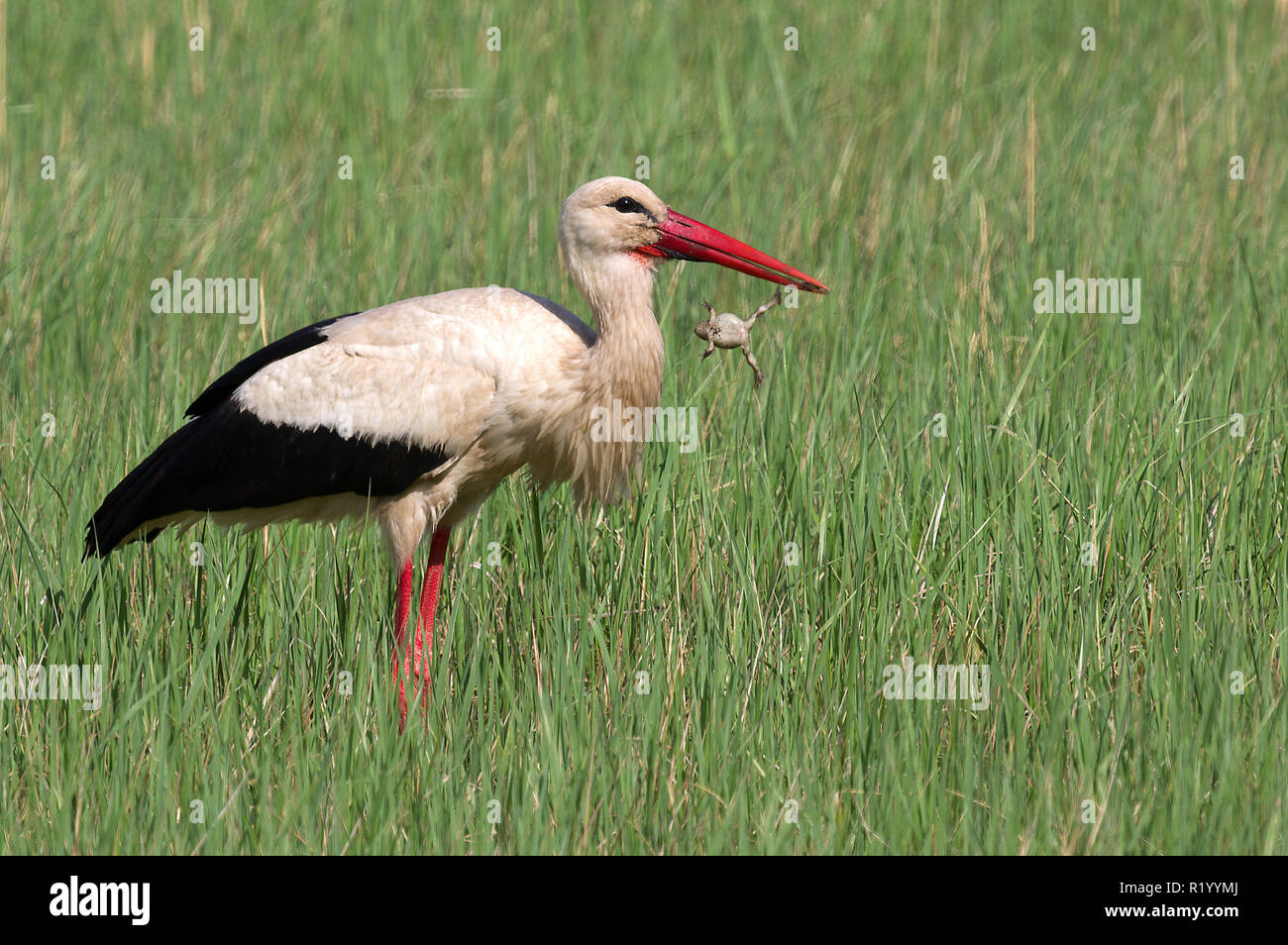 Cigogne Blanche (Ciconia ciconia) abandonner sa proie, une grenouille. Allemagne Banque D'Images