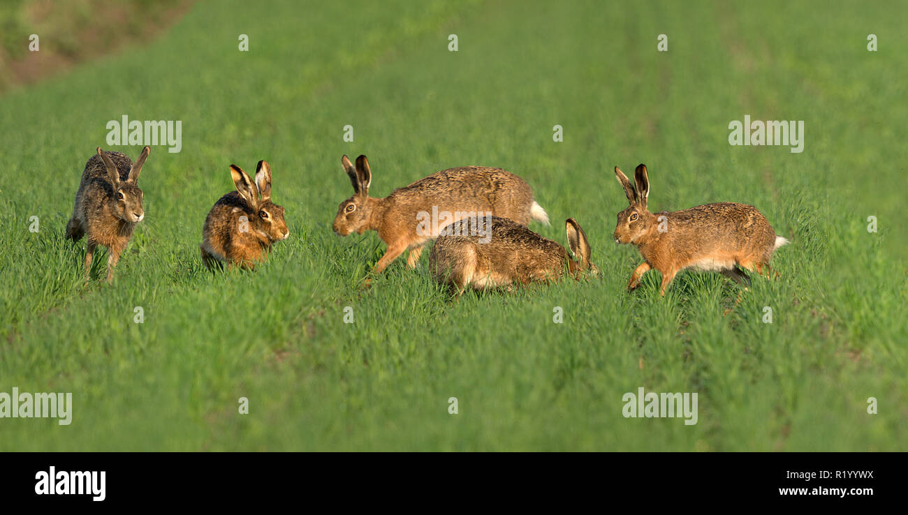 Lièvre d'Europe (Lepus europaeus). Cinq lièvres dans un champ pendant la saison de reproduction. L'Autriche Banque D'Images