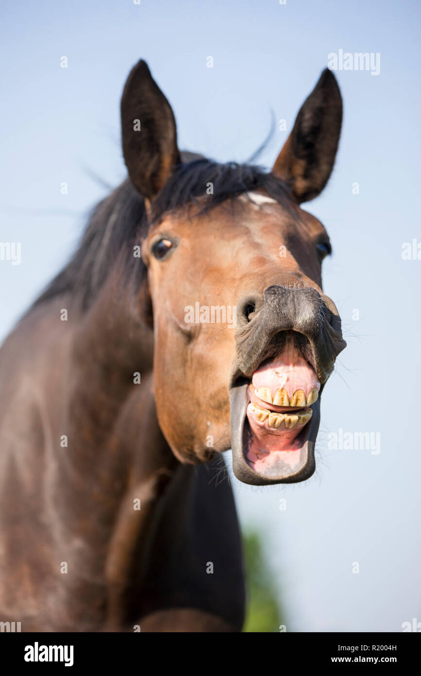 Oldenburg Horse. Jument baie faisant le flehmen. Allemagne Banque D'Images