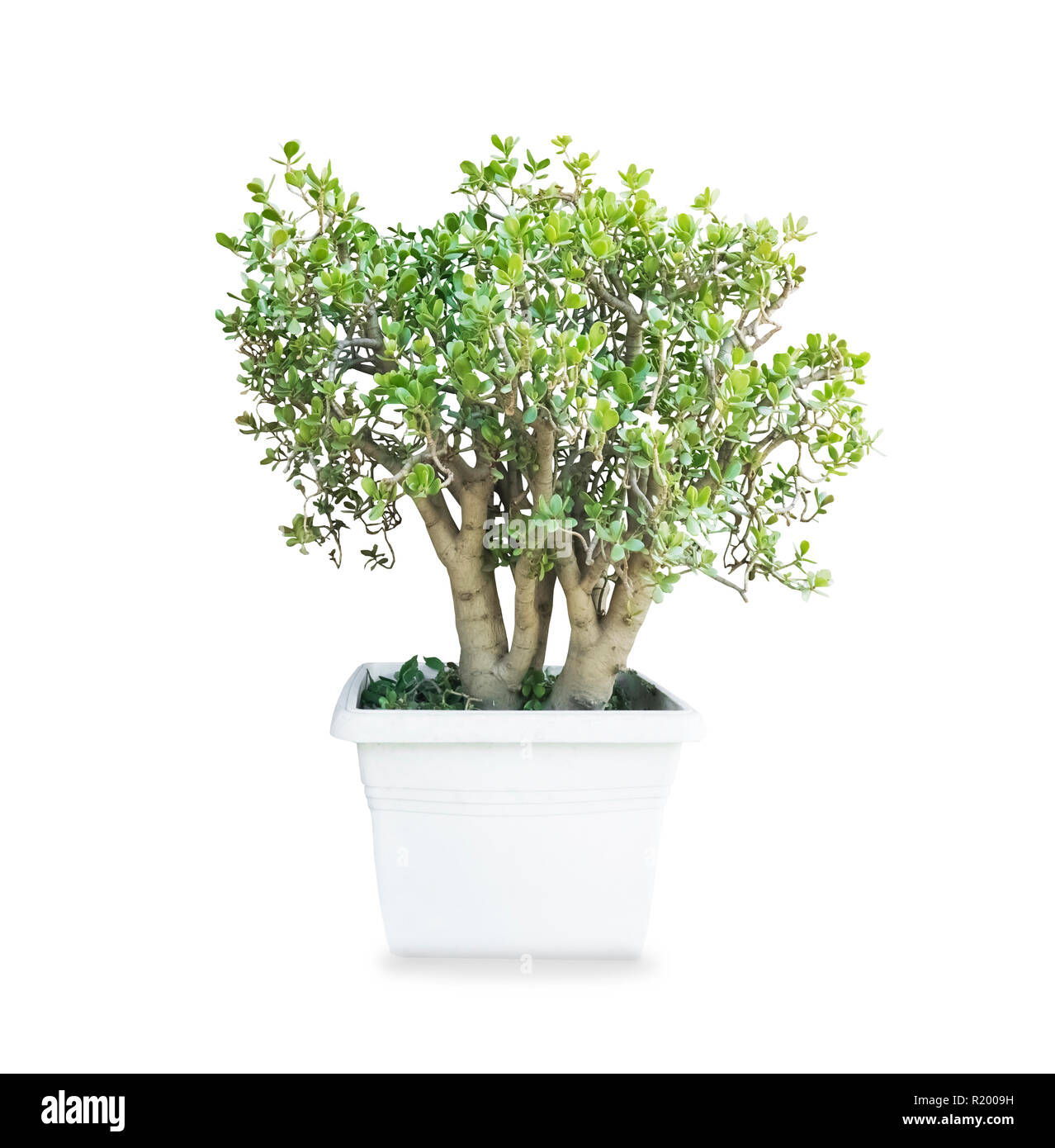 Grand vieux Crassula ovata arbre d'argent dans le pot isolé sur fond blanc Banque D'Images