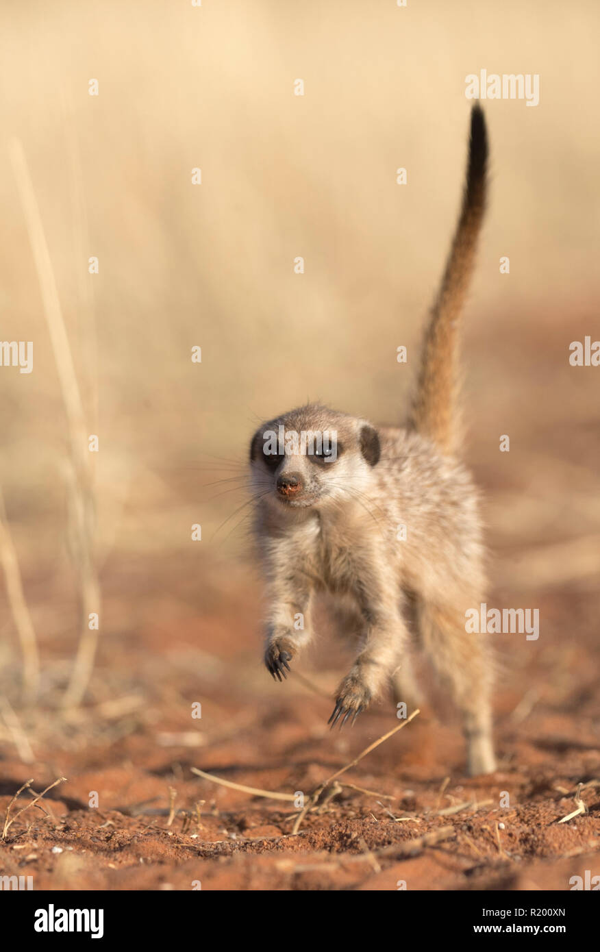 À queue fine, Suricate (Suricata suricates suricata) courir vers la caméra. Kalahari, Afrique du Sud. La vente dans les pays de langue allemande seulement Banque D'Images