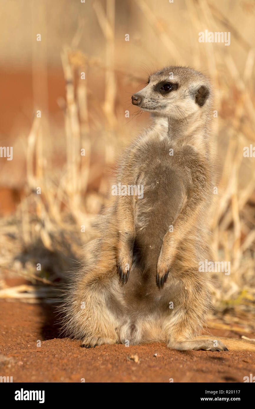 À queue fine, Suricate (Suricata suricatta) Meerkat. Fun pour adultes assis à burrow, regardant pour le danger. Kalahari, Afrique du Sud Banque D'Images