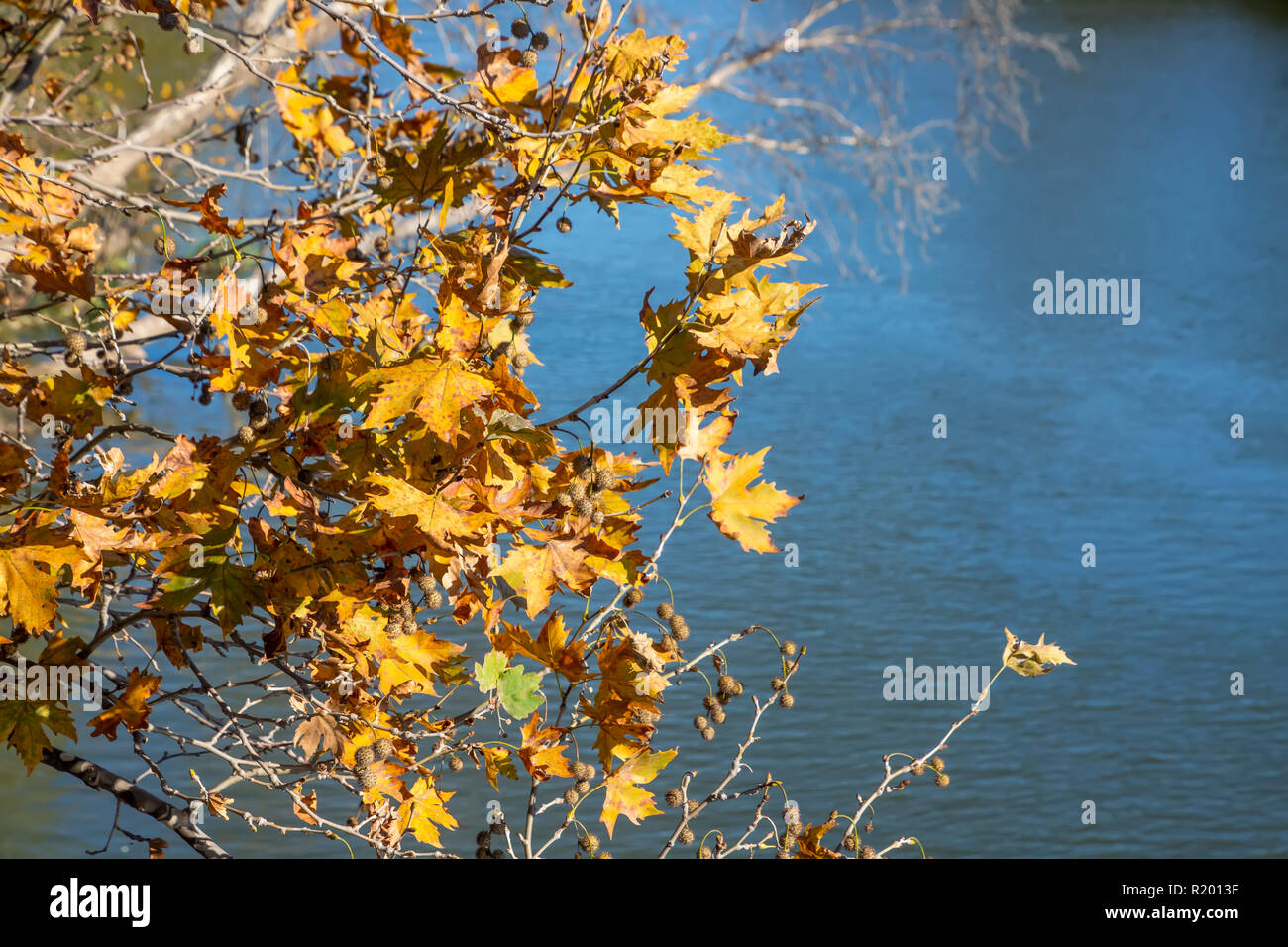 Jaune automne feuilles et fruits de l'arbre plan bleu sur un arrière-plan flou. Palaio Pyrgos. Grèce Banque D'Images