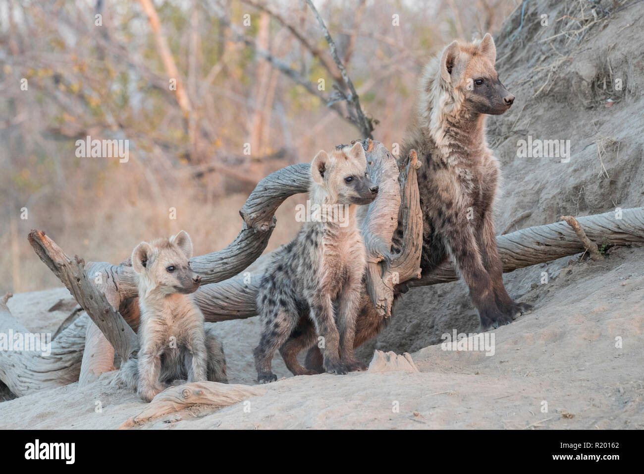 L'Hyène tachetée (Crocuta crocuta). Trois jeunes de différentes tranches d'âge à den, attendant le reste de la meute. Mala Mala Game Reserve, Afrique du Sud Banque D'Images