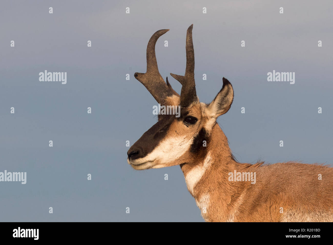 La Basse Californie (l'Antilope d'Antilocapa americana peninsularis). Portrait d'homme adulte. La population sauvage est estimée à 200. Mexique, Baja California Sur, Baja California desert National Park Banque D'Images