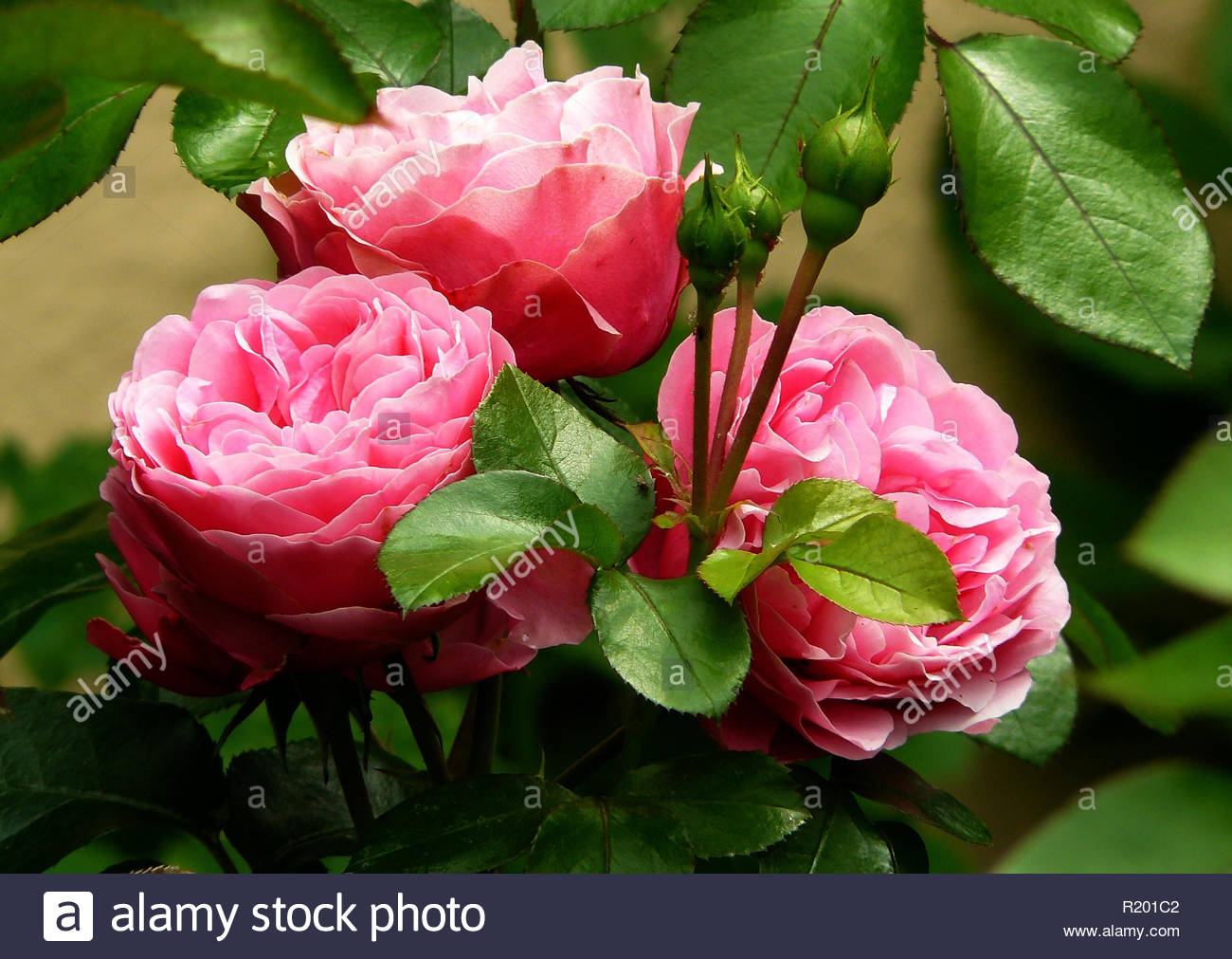 Le Favori De Tous La Fleur Rose A Une Signification