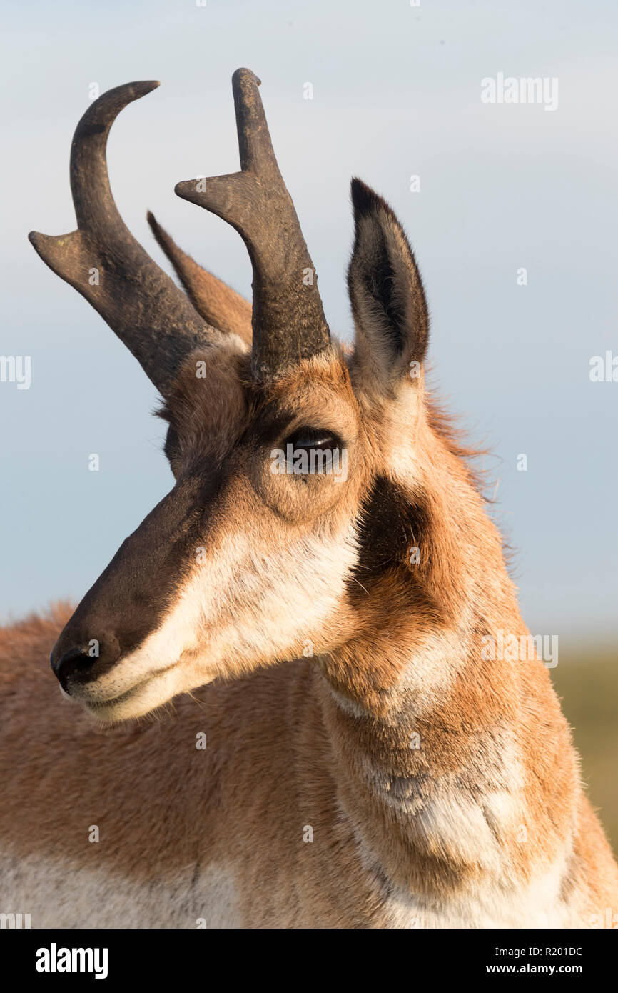 La Basse Californie (l'Antilope d'Antilocapa americana peninsularis). Portrait d'homme adulte. La population sauvage est estimée à 200. Mexique, Baja California Sur, Baja California desert National Park Banque D'Images