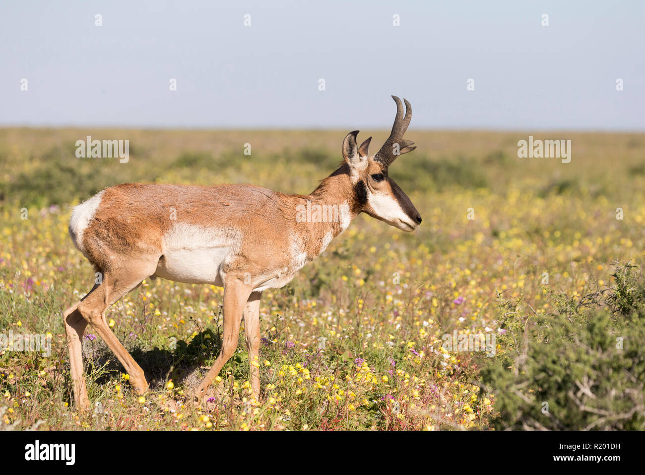 La Basse Californie (l'Antilope d'Antilocapa americana peninsularis). Homme debout. La population sauvage est estimée à 200. Mexique, Baja California Sur, Baja California desert National Park Banque D'Images