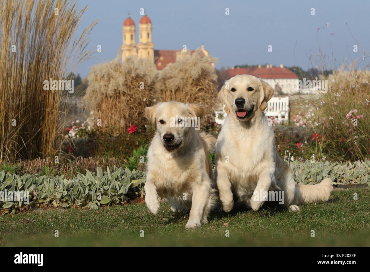 Golden Retriever. Deux mâles (demi-frères, gauche et droite 5 ans 1,5 ans) sautant dans un parc. Allemagne Banque D'Images
