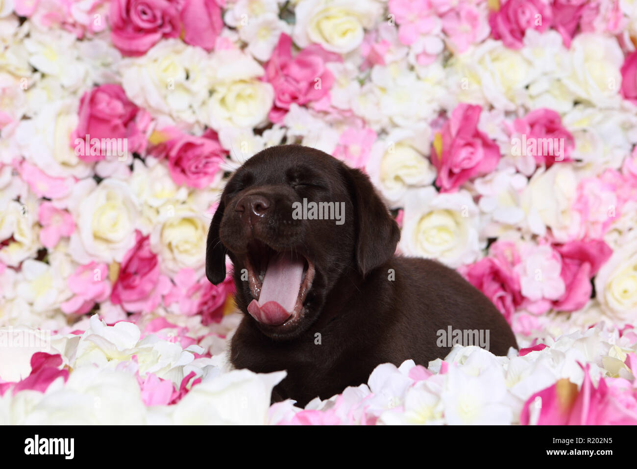 Labrador Retriever, labrador chocolat. Brown puppy (7 semaines) se trouvant dans les fleurs de rose, le bâillement. Studio photo. Allemagne Banque D'Images