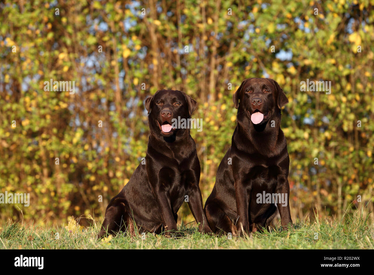 Labrador Retriever, labrador chocolat. Deux hommes adultes assis sur un pré. Allemagne Banque D'Images