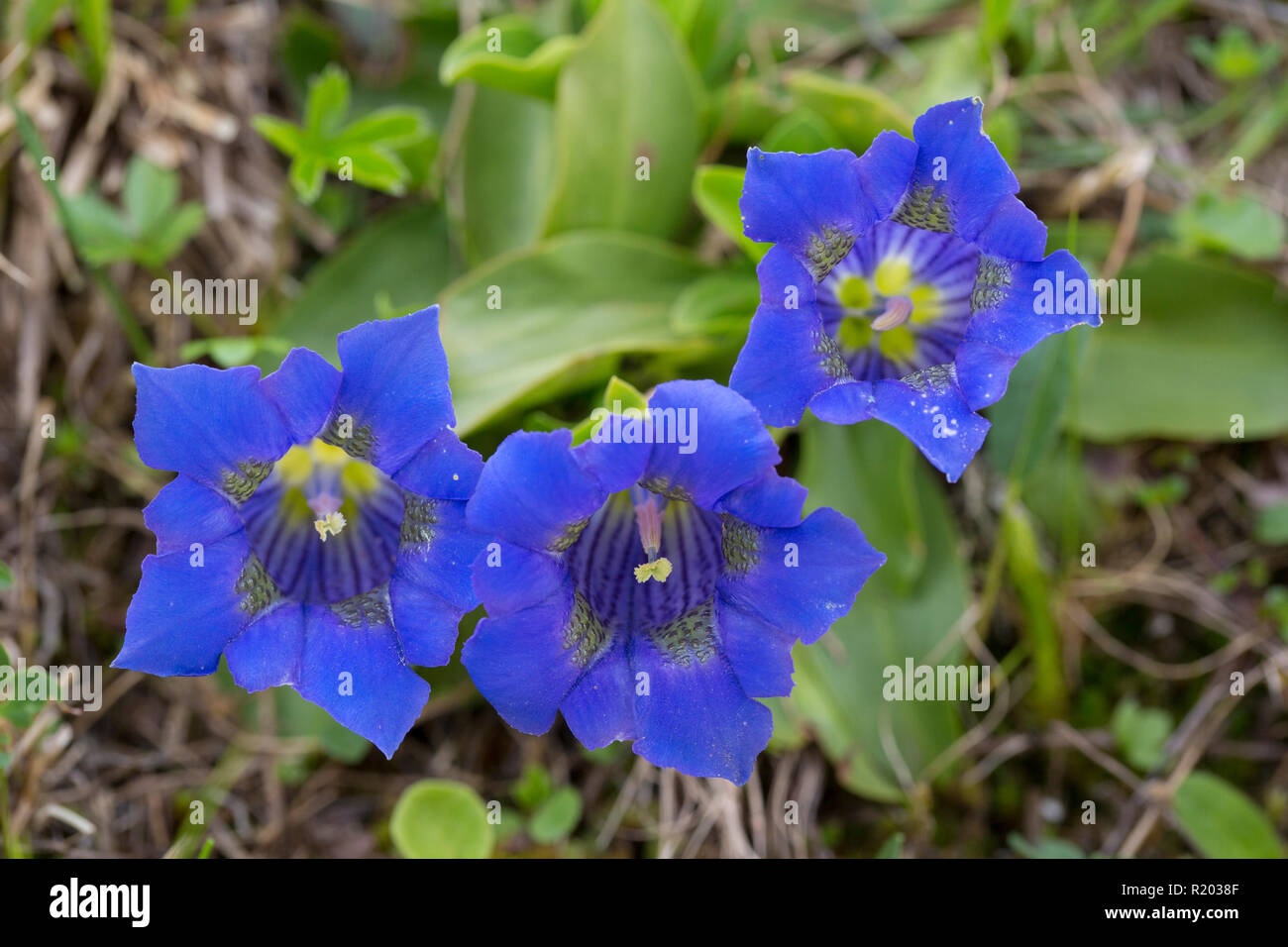 Gentiane acaule (Gentiana acaulis). Plante en fleurs au Parc National Hohe Tauern, Carinthie, Autriche Banque D'Images