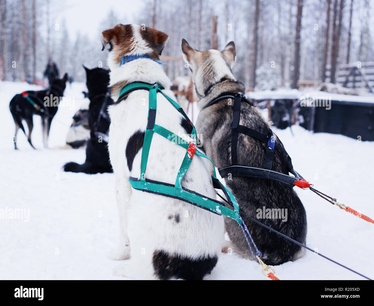 Traîneau à chiens husky se détendre tout en ayant une courte pause avant la prochaine ride à la ferme de Rovaniemi, Laponie, Finlande Banque D'Images