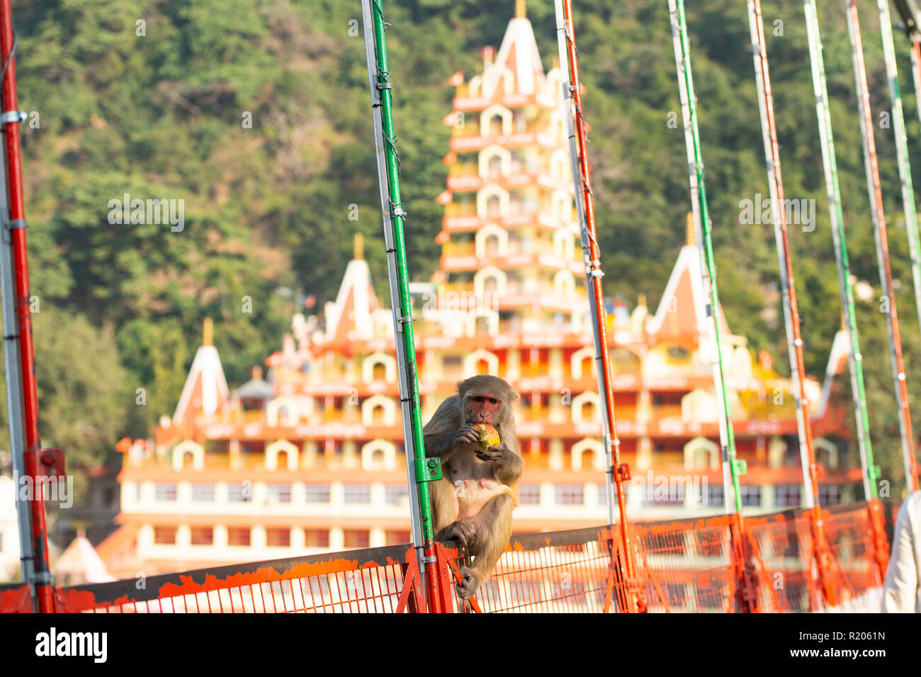 Un singe mange une pomme assis sur le Lakshman Jhula Bridge. Trayambakeshwar floue Lakshman Temple (Temple) sur l'arrière-plan. Banque D'Images