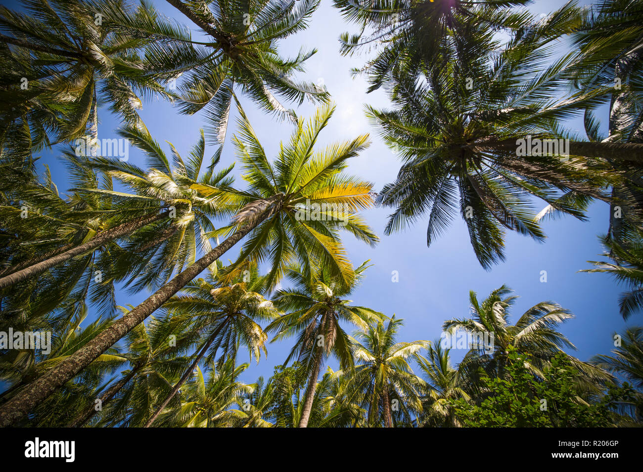 Vue du bas vers le haut de quelques palmiers avec un ciel bleu en arrière-plan, Phuket, Thaïlande. Banque D'Images