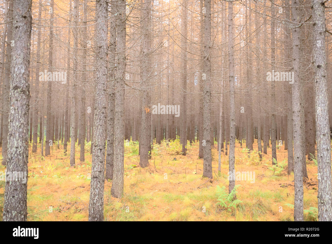 Forêt d'automne vue de Sotkamo, Finlande. Banque D'Images