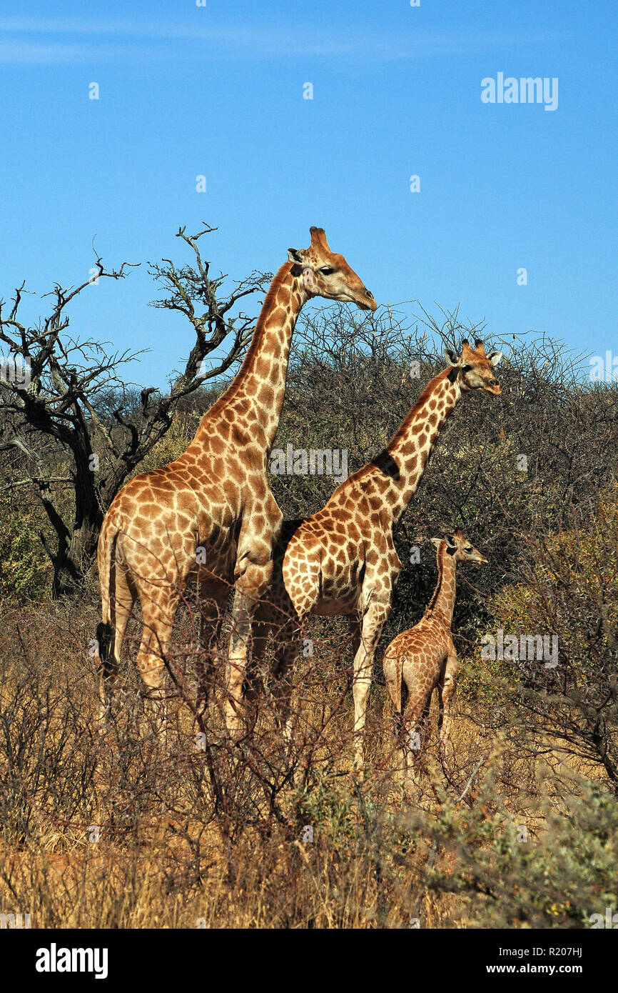 Deux girafes angolais ou girafes namibienne (Giraffa camelopardalis angolensis) et son veau à la savane, le parc national d'Etosha, Namibie, Afrique Banque D'Images