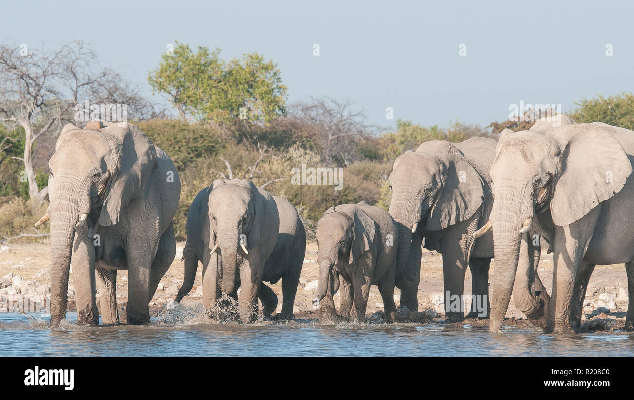 Troupeau d'éléphants de l'eau potable à Klein Namutoni dans Etosha National Park Banque D'Images