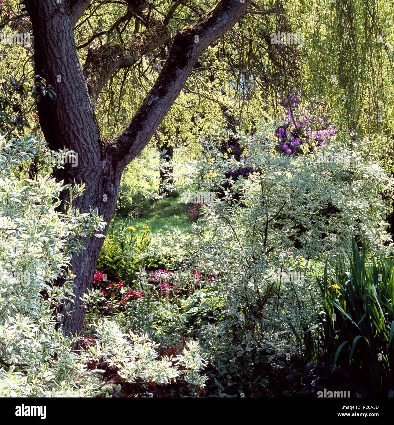 Les petits arbustes sous willow tree Banque D'Images