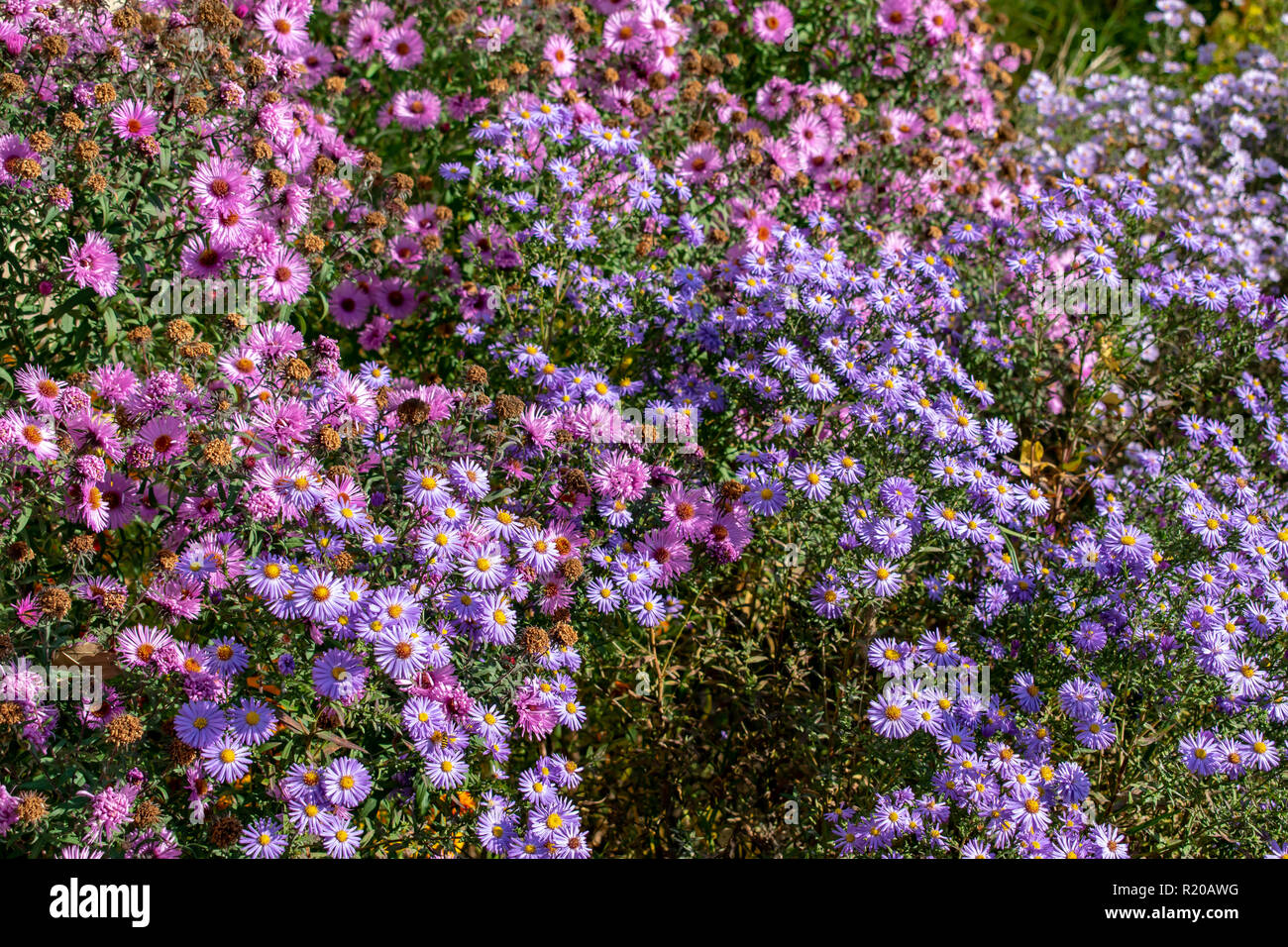 Fleur avec abeille dans le jardin d'été Banque D'Images