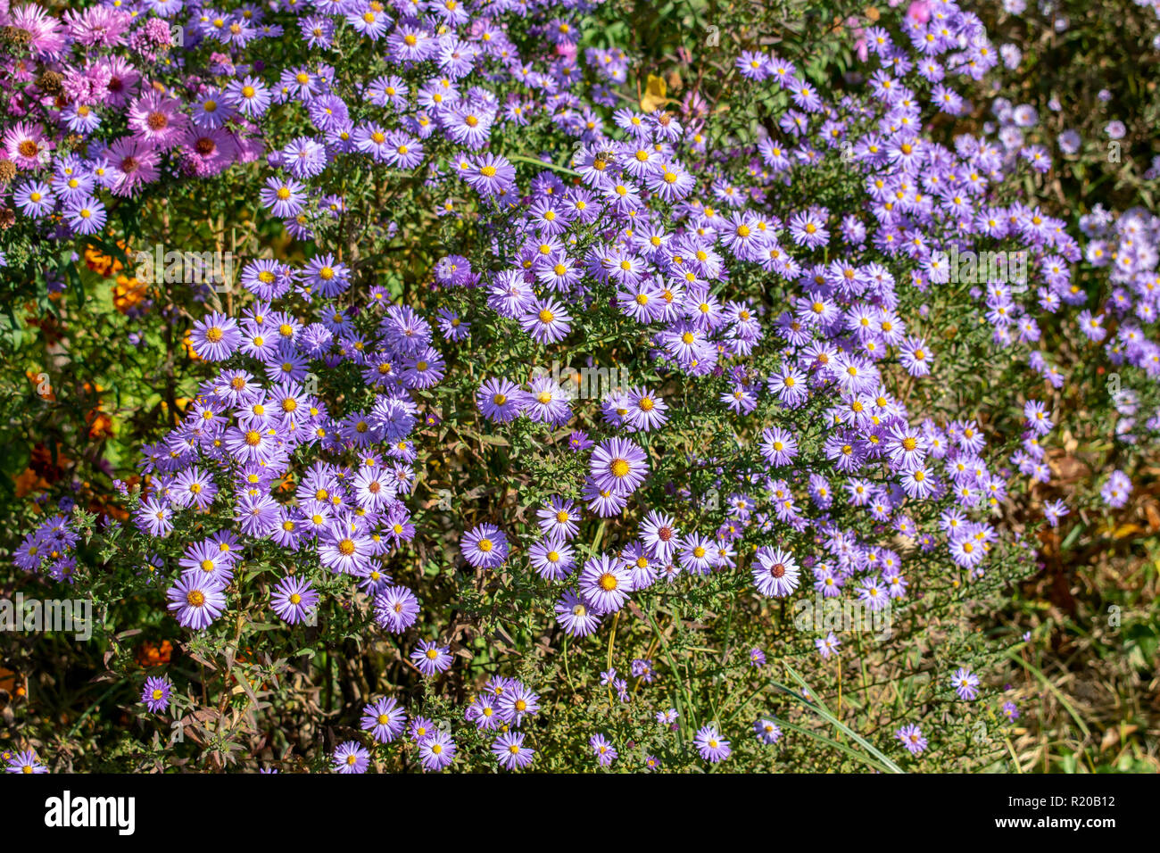 Fleur avec abeille dans le jardin d'été Banque D'Images