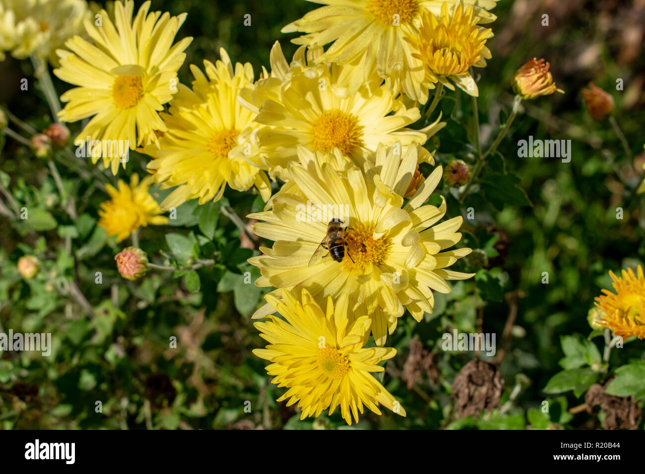 Fleur avec abeille dans le jardin d'été Banque D'Images