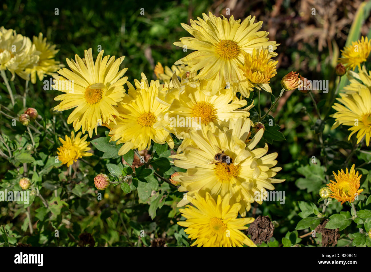 Fleur avec abeille dans le jardin d'été Banque D'Images