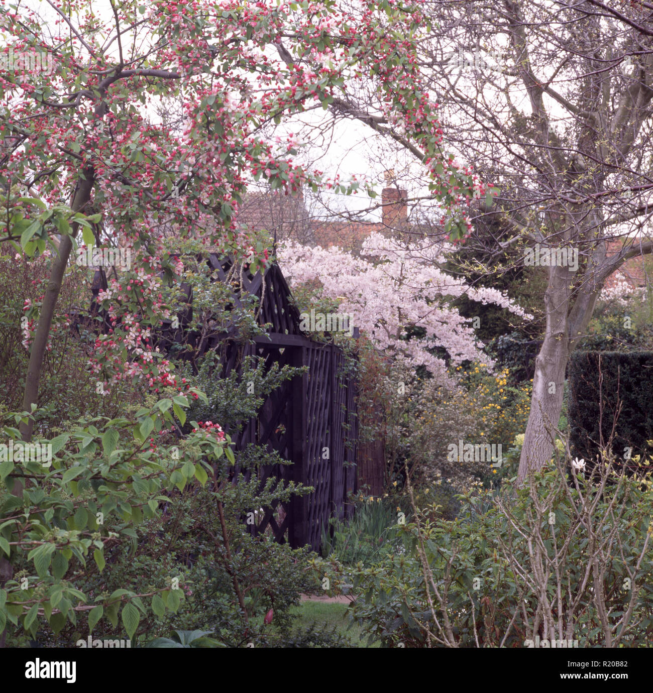 Apple et arbres prunus en fleurs dans le jardin de printemps Banque D'Images