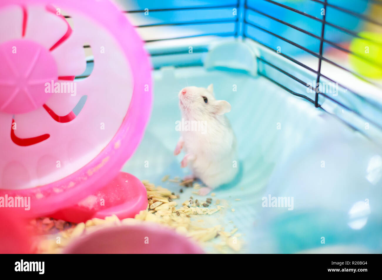 Mignon Bebe Blanche Exotique Naine Blanche D Hiver Permanent Hamster Deux Jambes Mendier De La Nourriture Pour Animaux Avec Visage Innocent Hamster Blanc D Hiver Egalement Connu Sous Le Nom De Win Photo Stock