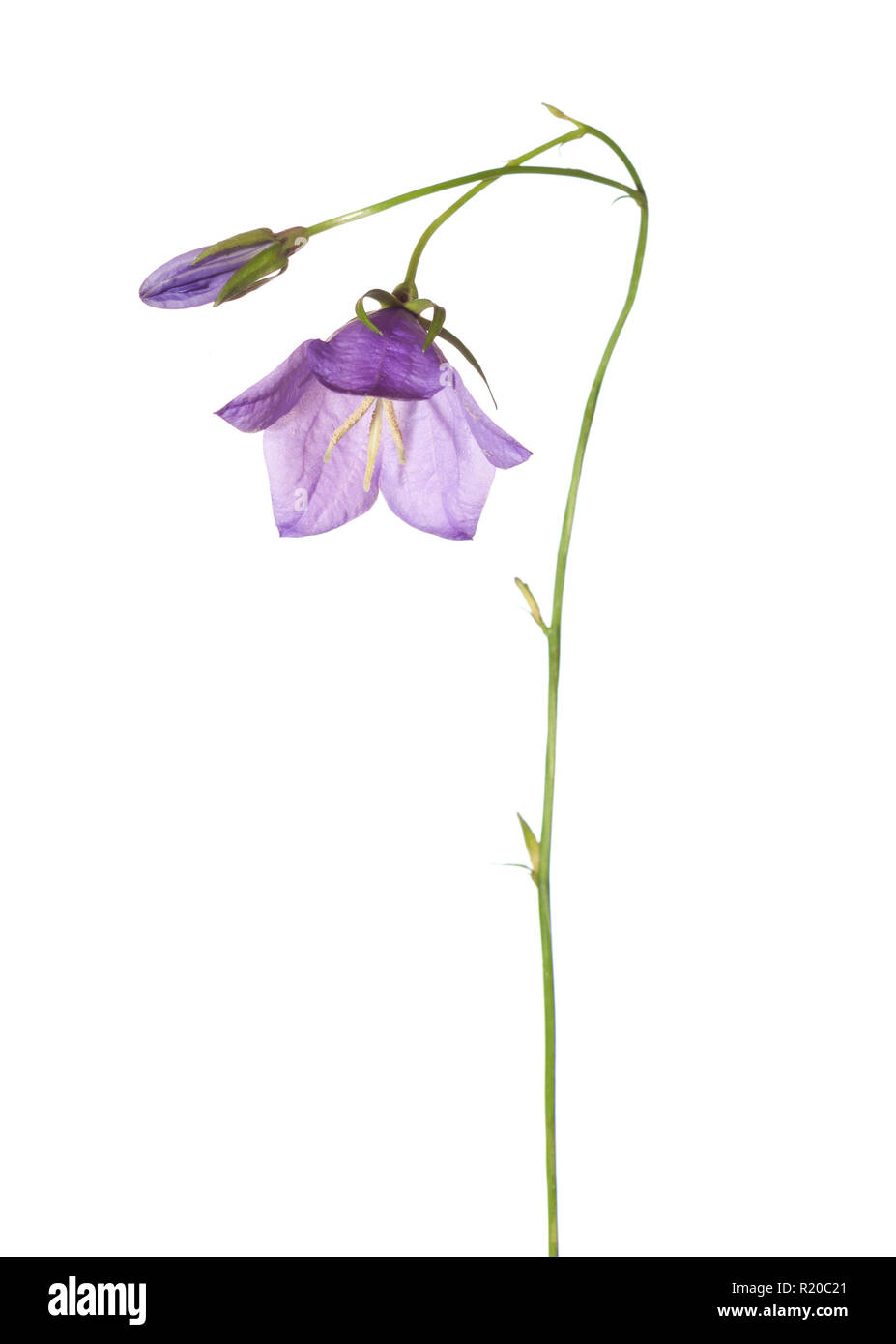 Bluebells isolé sur blanc. Campanula rotundifolia Campanula Banque D'Images