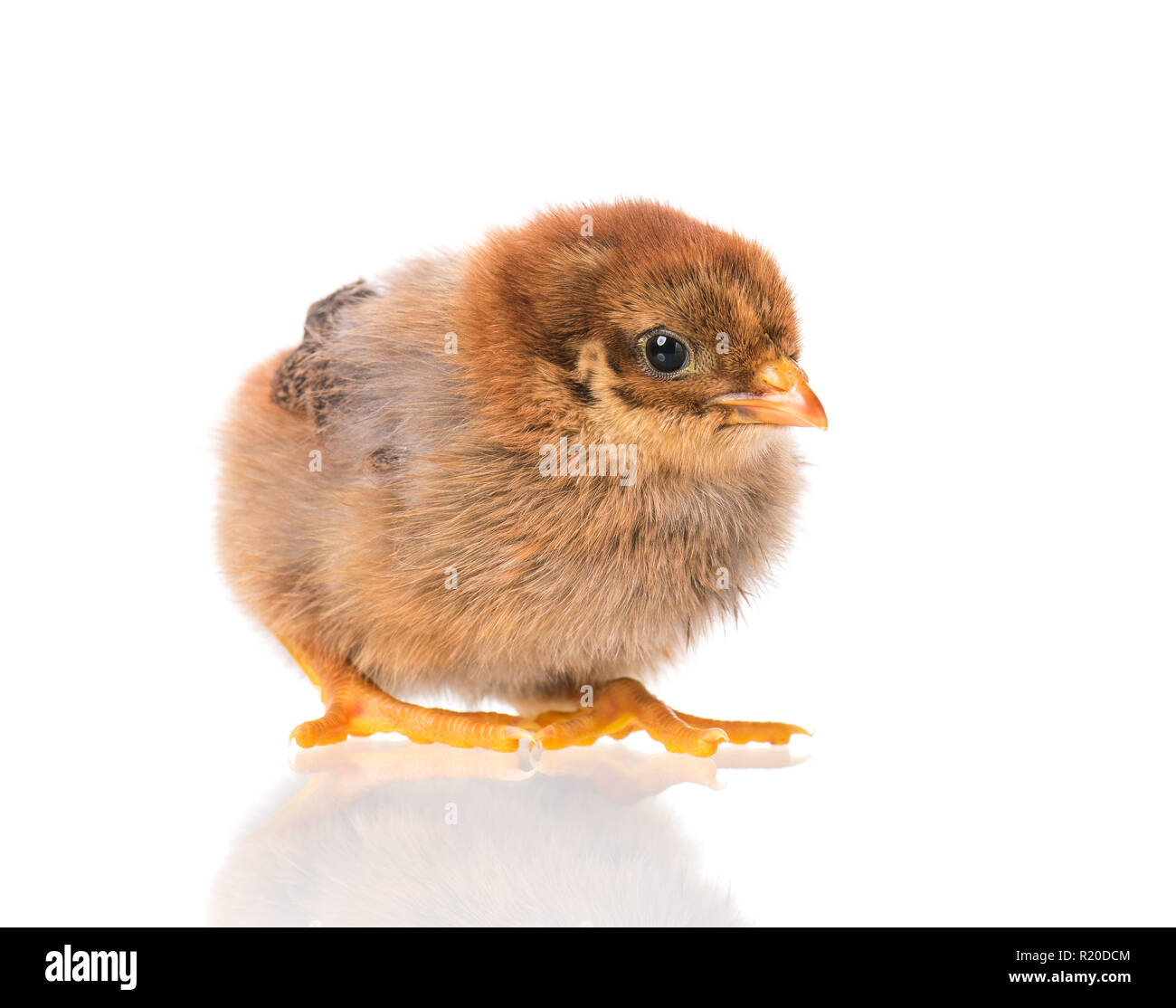 Nouveau-né sur fond blanc de poulet Banque D'Images Nouveau-né sur fond blanc de poulet Banque D'Images